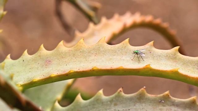 T4i (650D) - 18-135 STM смотреть онлайн