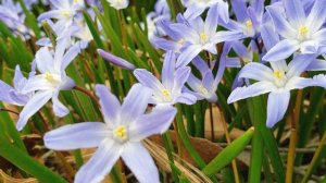 Chionodoxa Forbesii - Enjoy Beautiful Flowers