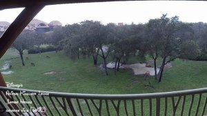 Florida rain savanna view with Animals at Animal Kingdom Lodge Jambo House  DVC Disney Vacation Clu