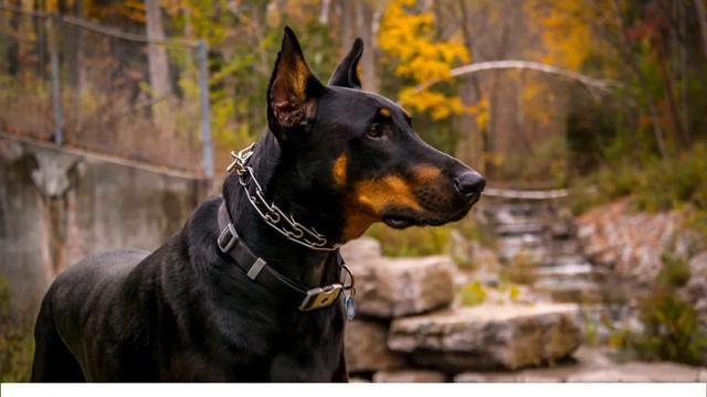 Doberman vs German Shepherd смотреть онлайн