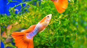 Гуппи. Все что нужно знать о гуппи
