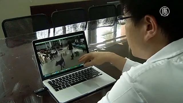 Тайванец делает инвалидные коляски для собак из пластиковых труб новости смотреть онлайн