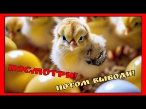 Инкубация для новичков. Важные моменты / овоскопирование / неоплод / кровь кольцо / тумак / мираж