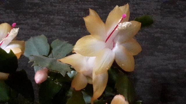 шлюмбергера TEA ROSE