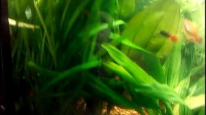 Недорогой аквариумный грунт.Аргиллит. ( горелик )