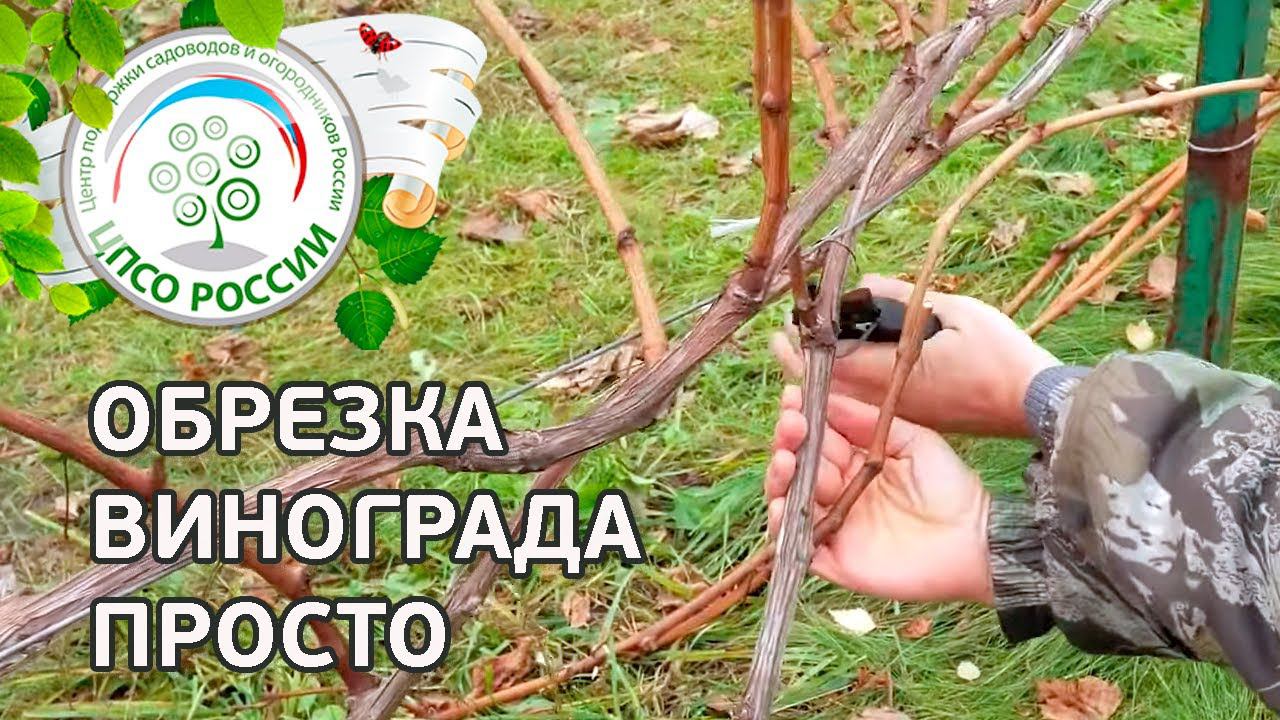 Обрезка винограда осенью. Как правильно обрезать виноград осенью.