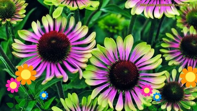 Эхинацея пурпурная Грин Твистер. Краткий обзор, описание echinacea purpurea Green Twister смотреть онлайн