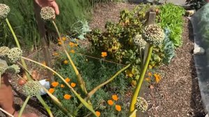 Не сажаю лук-севок под зиму и вот почему