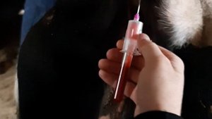 Берём Кровь для проверки