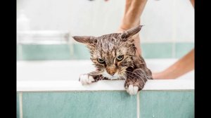 Дневник кота параноика. Смешные истории про котов.