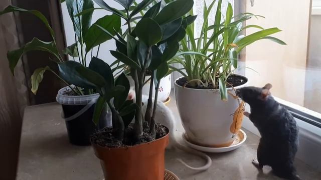 Крысы любят везде лазить