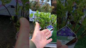 Очень ценный сорт из серии «Flair & Flavours». Blueberry Cheesecake, «Cotton Candy»