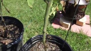 Indigo Rose Tomato see how they have grown