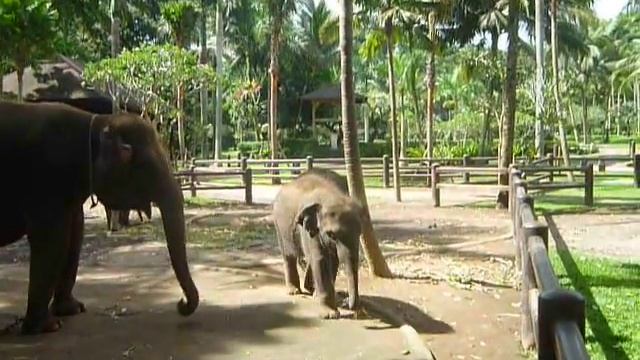 Бали, Парк Слонов (1) смотреть онлайн