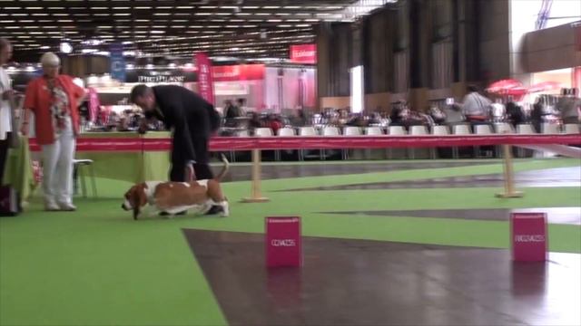Basset Hound Multi Champion "Darwins Dream van Grunsven" at Crufts and many more смотреть онлайн