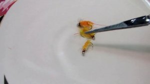 Мушка на Хариуса "сопля". Обзор. Как может меняться оттенок при намокании обманки.