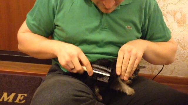 Кто сказал что Йорки любят расчесываться?)/ (Мики)Йоркширский терьер мини смотреть онлайн