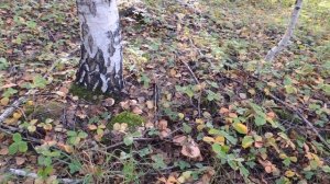 Ведьмин круг из грибов.