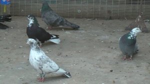 Николаевские голуби. В ГОСТЯХ У АЛЕКСАНДРА. Д. 12. 10. 2021.г. САЛЬСК. РОСТОВСКАЯ ОБЛ.