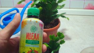 Размножение Декабристов.
