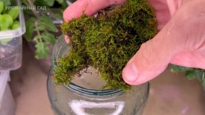 Эта Простая Подпитка Творит Чудеса! Даже Хилая Герань и Все Цветы Вмиг Зеленеют и Зацветают!