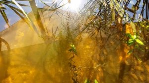 Зелёные нитчатые  водоросли.Способ очистки водоёма!