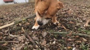 Чистка зубов американскому стаффордширскому терьеру