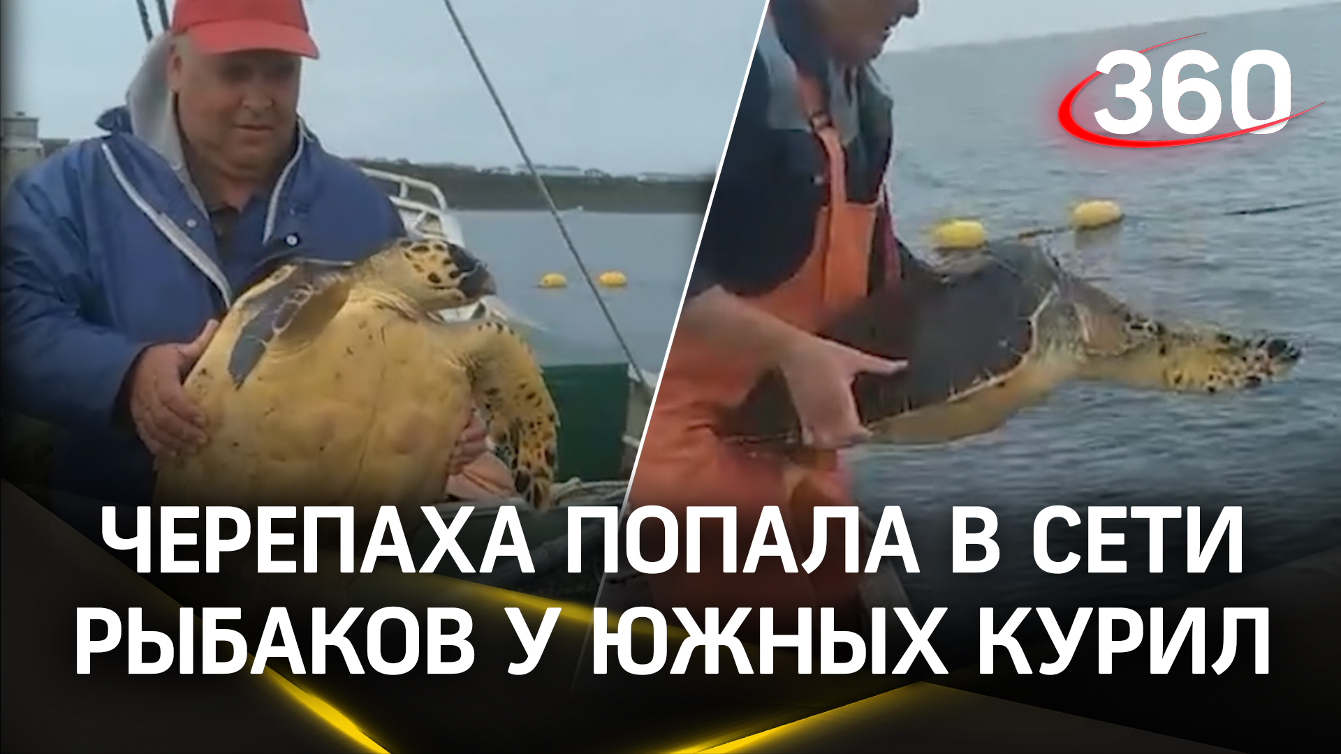 «Тортилла» заплутала у Южных Курил - попала в сеть рыбаков. Ей полюбовались и отпустили