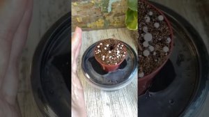 Переукоренение на воде на примере сорта OS-Души Сияние