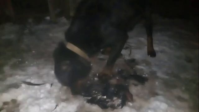 За сколько собака может полностью съесть курицу Эксперемент на скорость смотреть онлайн