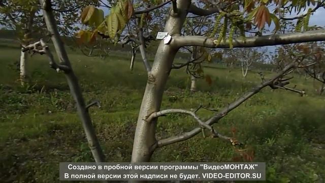 Формы Кочерженко