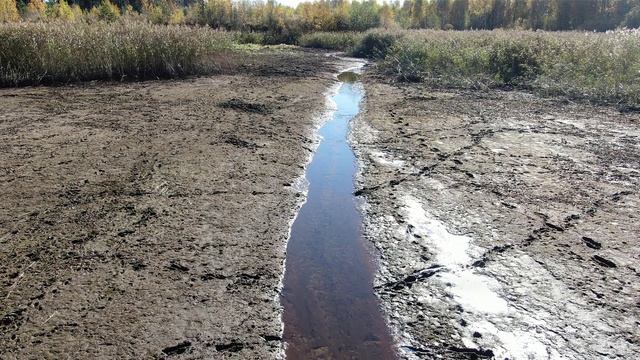Рыбхоз осушил большой пруд с рыбой. Часть рыбы осталась. Летаю над водоёмом