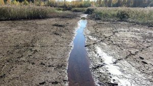 Рыбхоз осушил большой пруд с рыбой. Часть рыбы осталась. Летаю над водоёмом