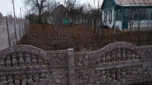 КАК ЦВЕТЁТ ОРЕХ ФУНДУК (ЛЕЩИНА)