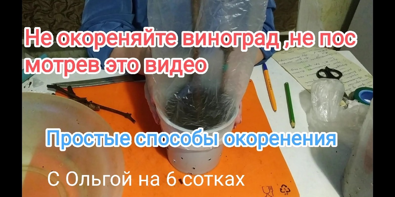 Как окоренить виногорад дома _Простые способы окоренения._Rooting of grape cuttings.mp4