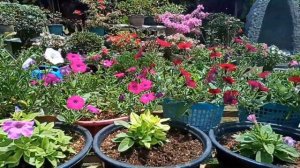 Petunia Plant Growing Beautiful