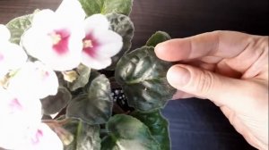 Фиалка Optimara My Desire