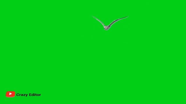 GREEN SCREEN seagull Bird fly effects Footage HD | bird flying chroma ...