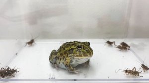 большое количество сверчков африканской лягушке быку crickets for the African bullfrog 我给非洲牛蛙喂了很多蟋蟀