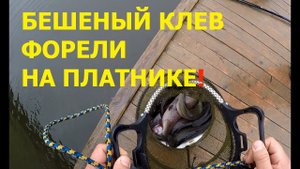 Чумовая форель. Ловля форели на платнике в Москве.