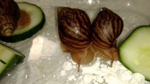 Улитка Ахатина.Уход, содержание, размножение.