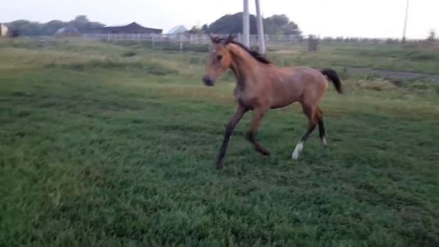 Русское конное племенное хозяйство Грабовских. Кобыла РУССКАЯ ОТЧИЗНА 5 месяцев смотреть онлайн