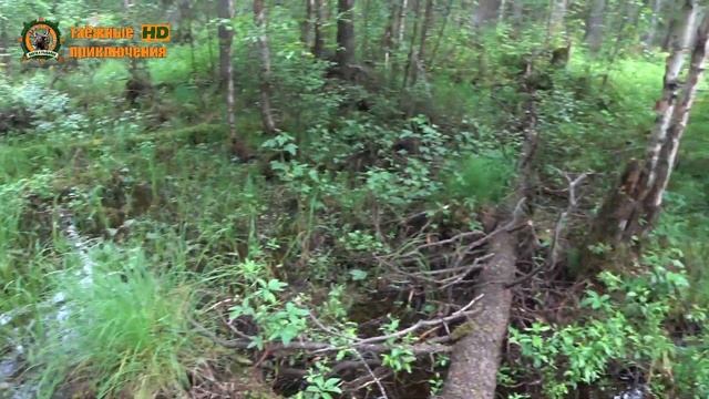 Возвращение в таёжную избу/Пропала Сара... смотреть онлайн