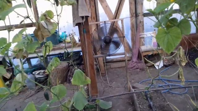 31 октября 2021г Огурец Кибрия и Арктика. Выращивание огурца в теплице.
