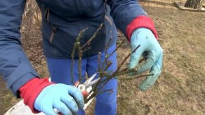 ЗИМНИЕ УКРЫТИЯ ДЛЯ РОЗ