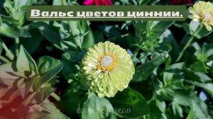 Вальс цветов циннии.💐