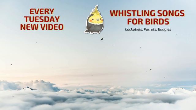 SEPTEMBER With WHISTLE - Bird Whistling Training - Cockatiel Singing Practice