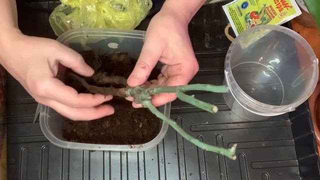 Посадка розы из коробки. смотреть онлайн