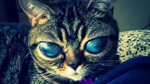 Матильда — удивительная кошка с инопланетными глазами