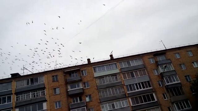 Голуби летают стаей. смотреть онлайн